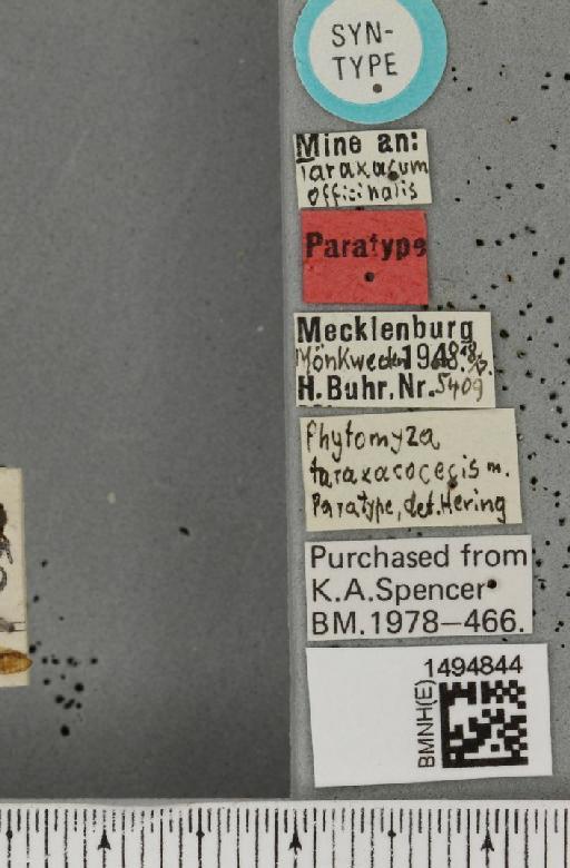 Phytomyza wahlgreni Rydén, 1944 - BMNHE_1494844_label_55566