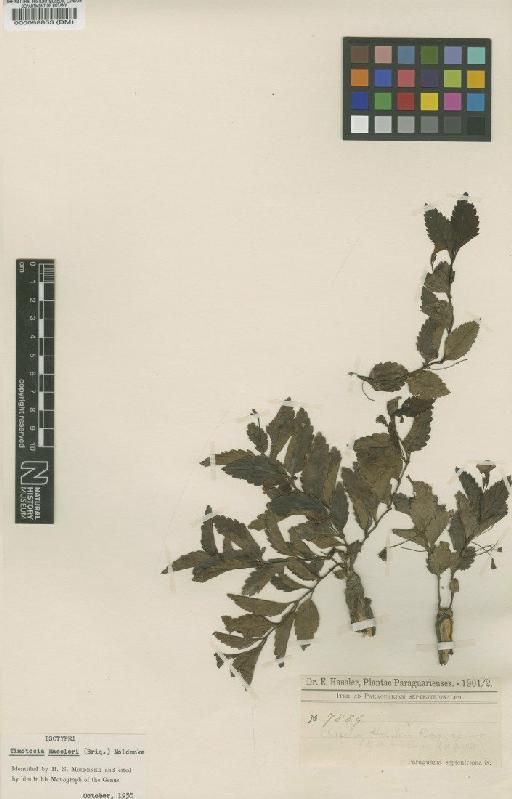 Casselia hassleri Briq - BM000098853