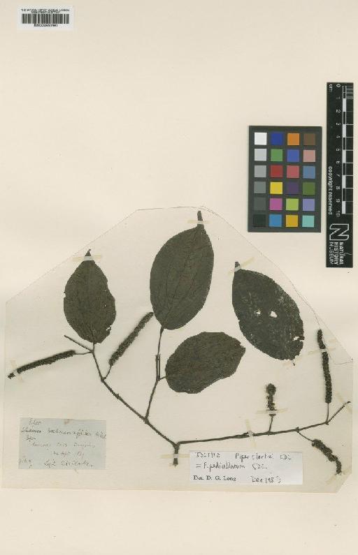 Piper pedicellatum C.DC. - BM000950691