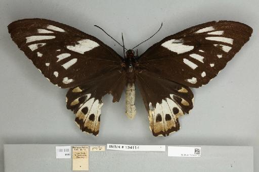 Ornithoptera priamus pronomus Gray, 1852 - 013604135__