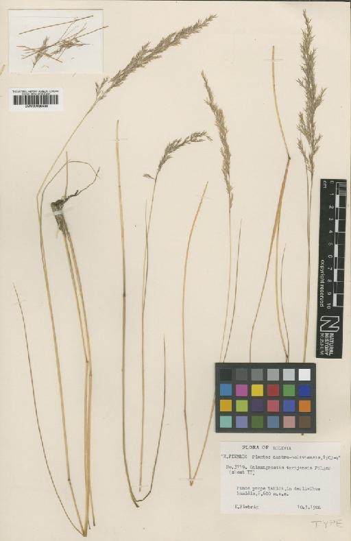 Calamagrostis tarmensis Pilg. - BM000938568