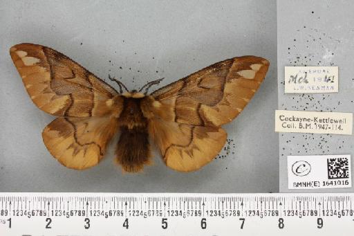 Endromis versicolora ab. lapponica Bau, 1877 - BMNHE_1641016_203059
