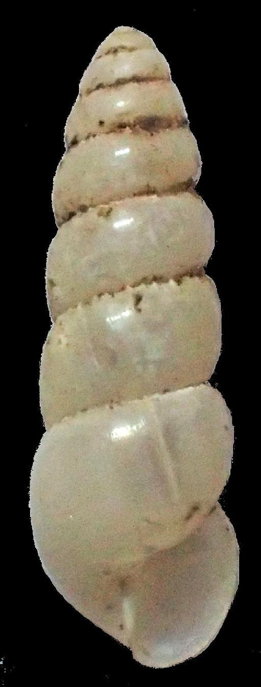 Parvedentulina vitroni Emberton, 2002 - 20230135, Parvedentulina vitroni Emberton, 2002