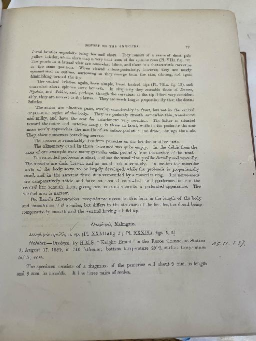 Laetmonice aphroditoides McIntosh, 1885 - Challenger Polychaete Scans of Book 36