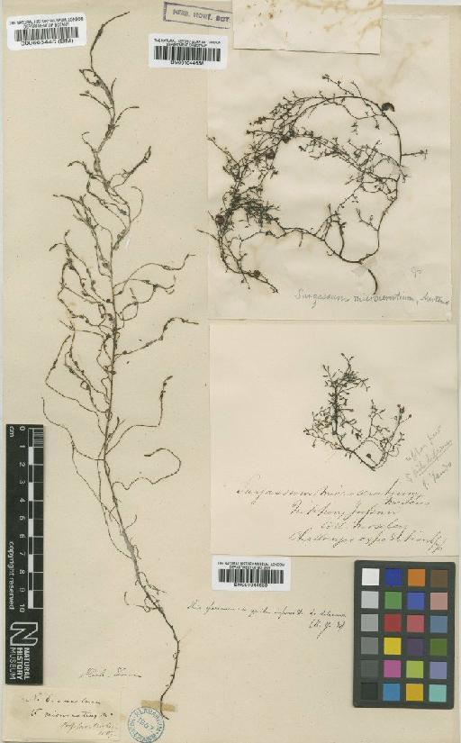 Sargassum microceratium (Mert. ex Turner) C.Agardh - BM001044658