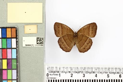 Euptychia numeria Felder - BMNH1422088_Paryphthimoides_numeria (2)