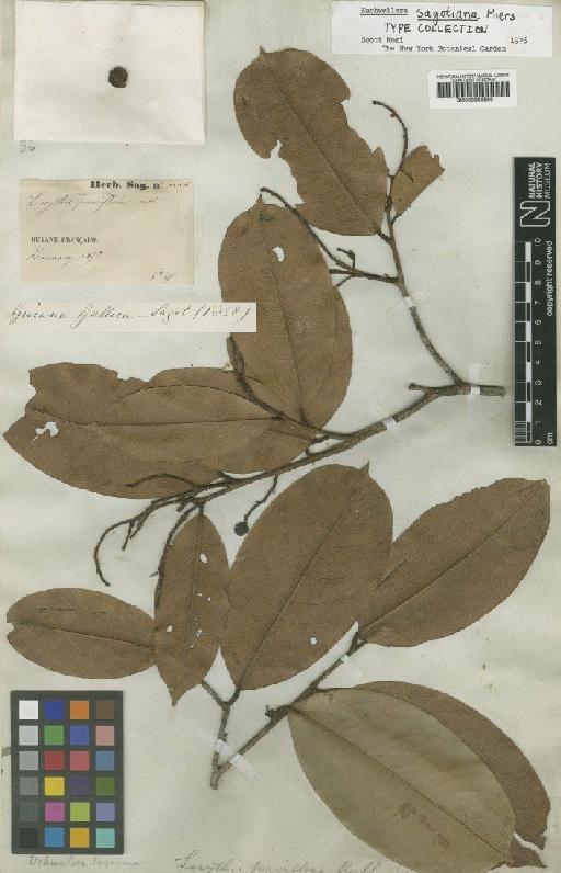 Eschweilera sagotiana Miers - BM000953880
