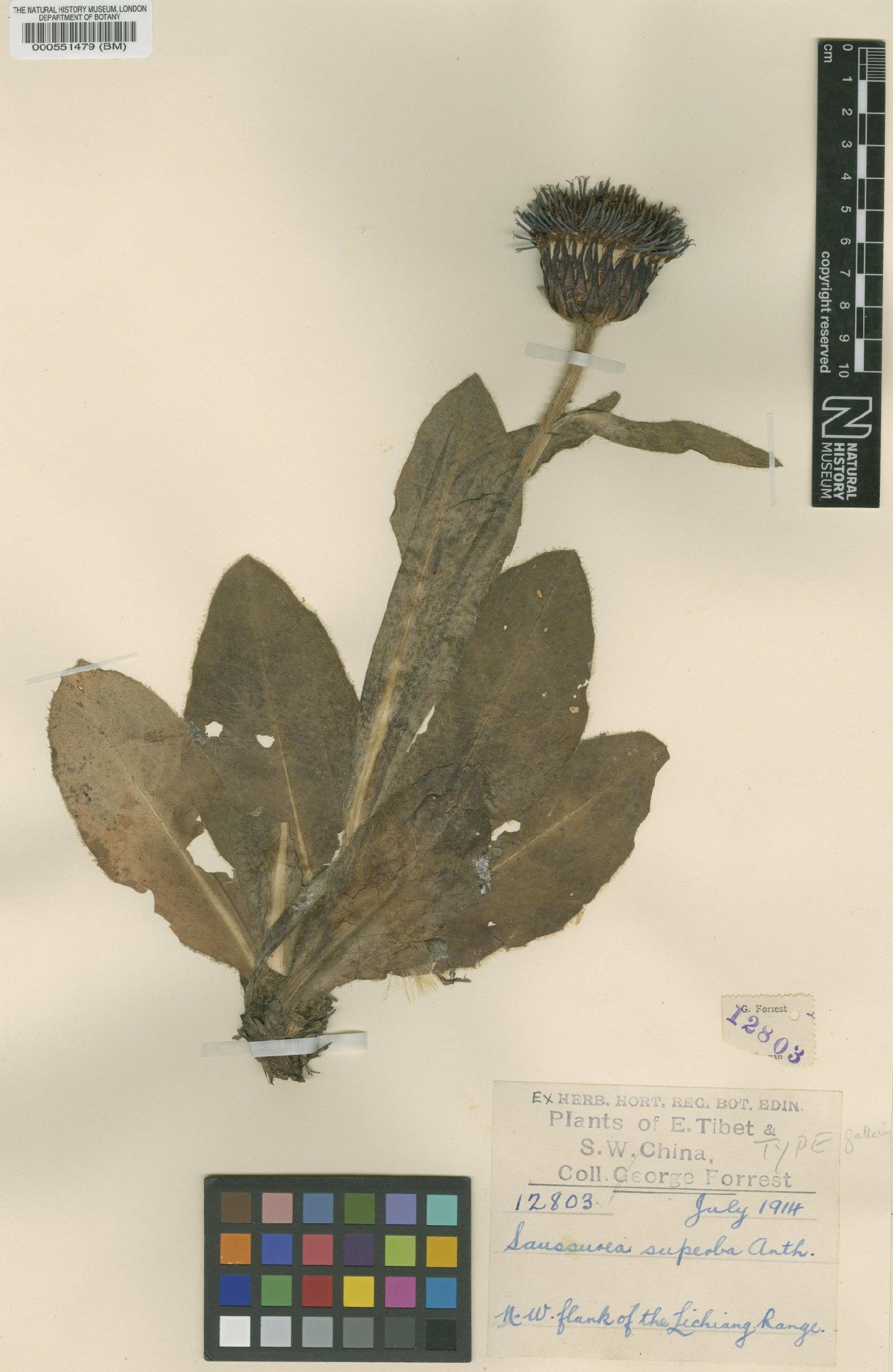 To NHMUK collection (Saussurea superba Anthony; Type; NHMUK:ecatalogue:4978276)