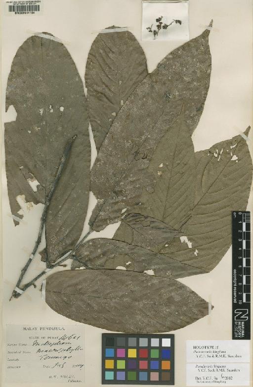 Pseuduvaria kingiana Y.C.F.Su & R.M.K.Saunders - BM000614164