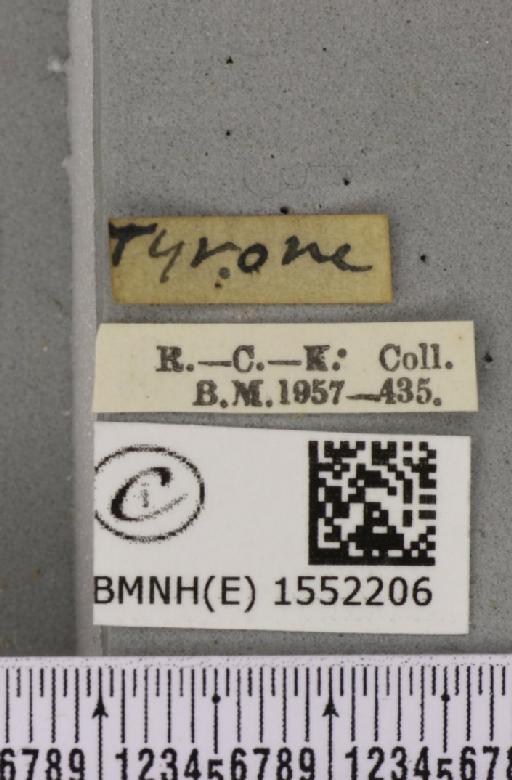 Ochropacha duplaris (Linnaeus, 1761) - BMNHE_1552206_label_237165