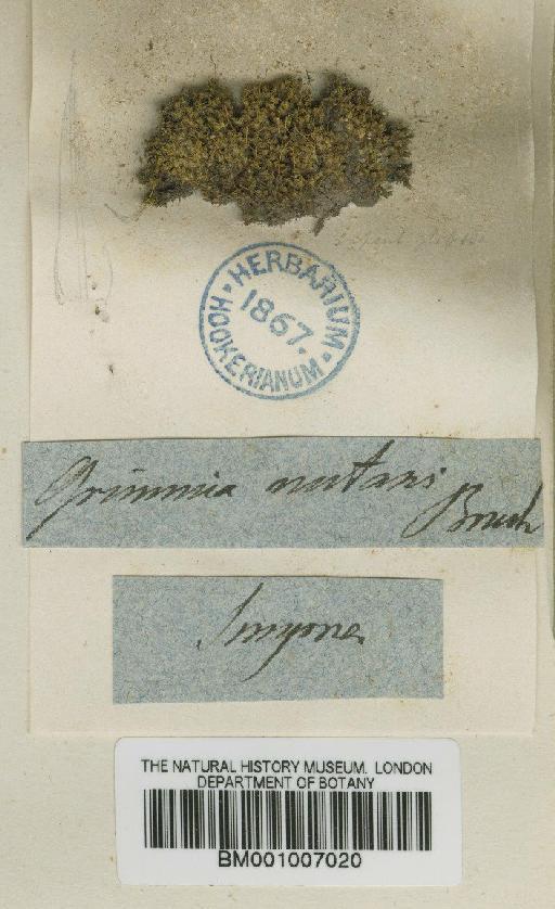 Grimmia nutans Bruch - BM001007020