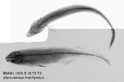 Marcusenius brachyistius Gill, 1862 - BMNH 1959.8.18.72-73, Marcusenius brachyistius