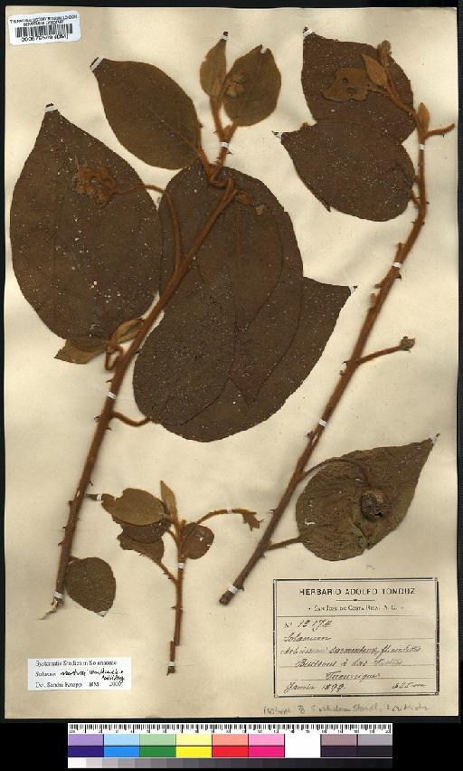 Solanum velutinum Dunal - Spruce - BM000579569