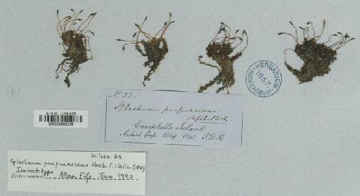 Tayloria purpurascens (Hook.f. & Wilson) Broth. - BM000983019