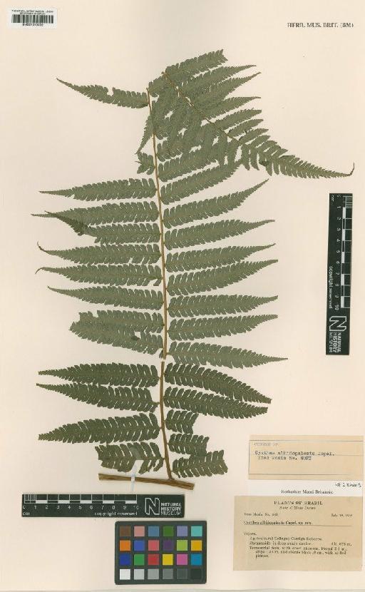 Cyathea albidopaleata Copel. - BM001019592