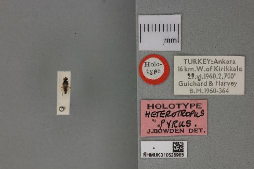 Heterotropus pyrus Bowden, 1967 - 010628985_Heterotropus_pyrus_Dorsal_habitus_with_labels_Holotype