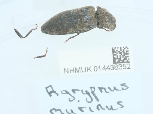 Agrypnus murinus (Linnaeus, 1758) - 014438352_2