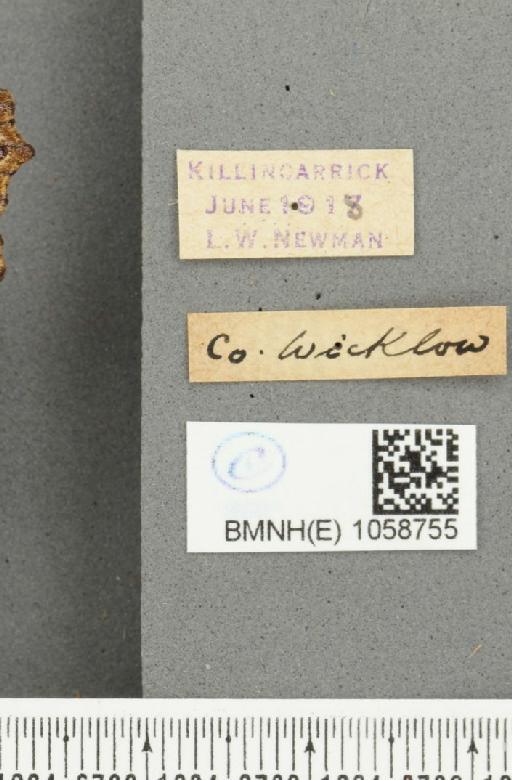 Aglais urticae (Linnaeus, 1758) - BMNHE_1058755_label_3036
