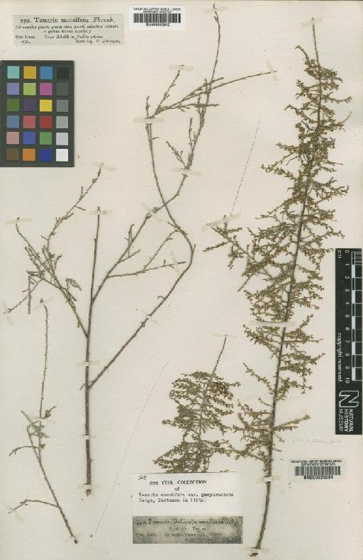 Tamarix mannifera (Ehrenb) Bunge - BM000629284