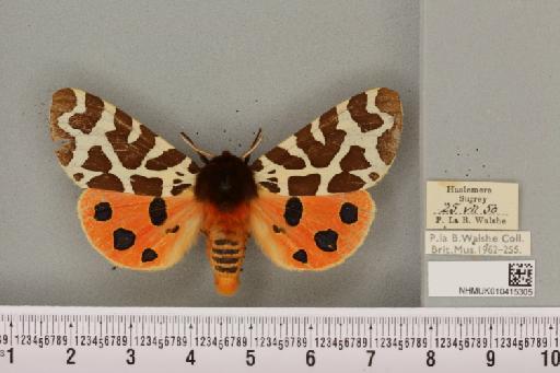 Arctia caja (Linnaeus, 1758) - NHMUK_010415305_519464