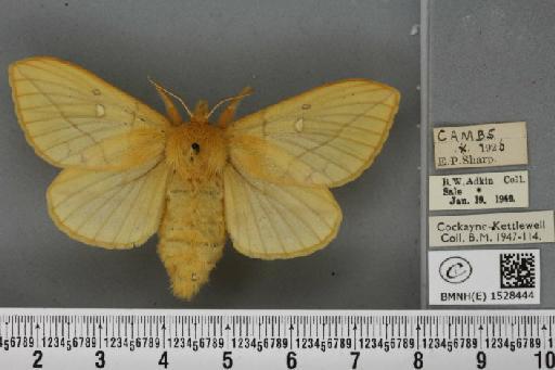 Euthrix potatoria ab. pallida Spuler, 1908 - BMNHE_1528444_196971