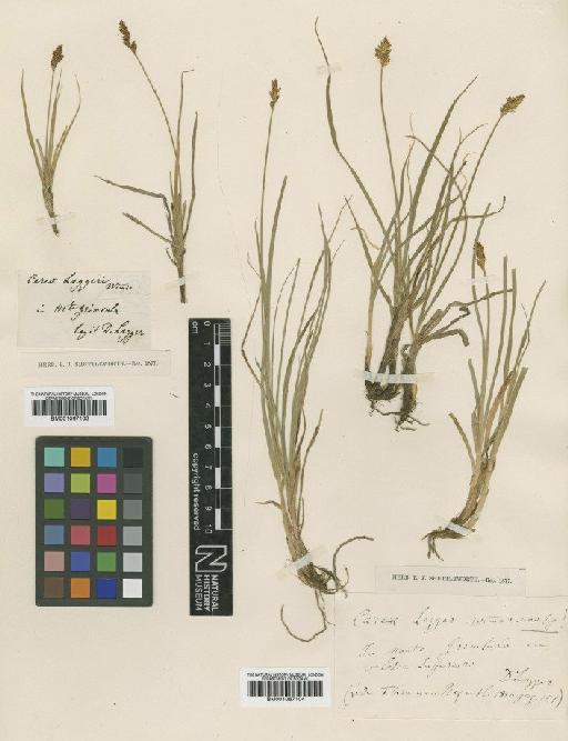 Carex foetida All. × C. echinata Murray - BM001067103