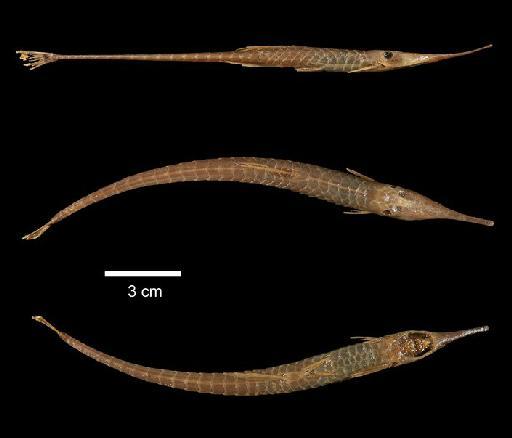 Farlowella gracilis Regan, 1904 - 1902.5.29.180; Farlowella gracilis; type; ACSI Project image