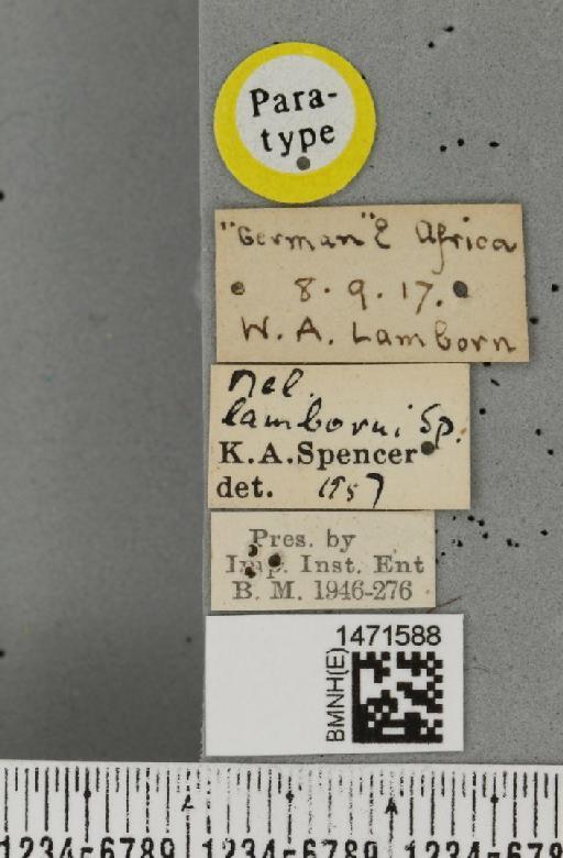 Melanagromyza solanidis Spencer, 1959 - BMNHE_1471588_label_46584