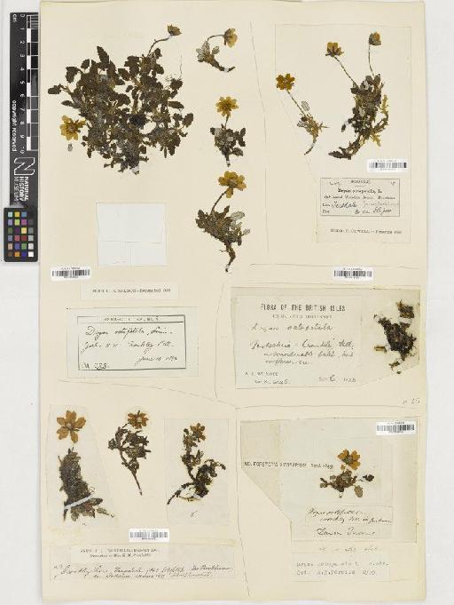 Dryas octopetala L. - BM001164936