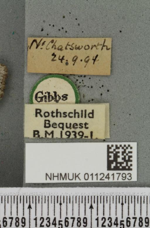 Antitype chi (Linnaeus, 1758) - NHMUK_011241793_label_642900