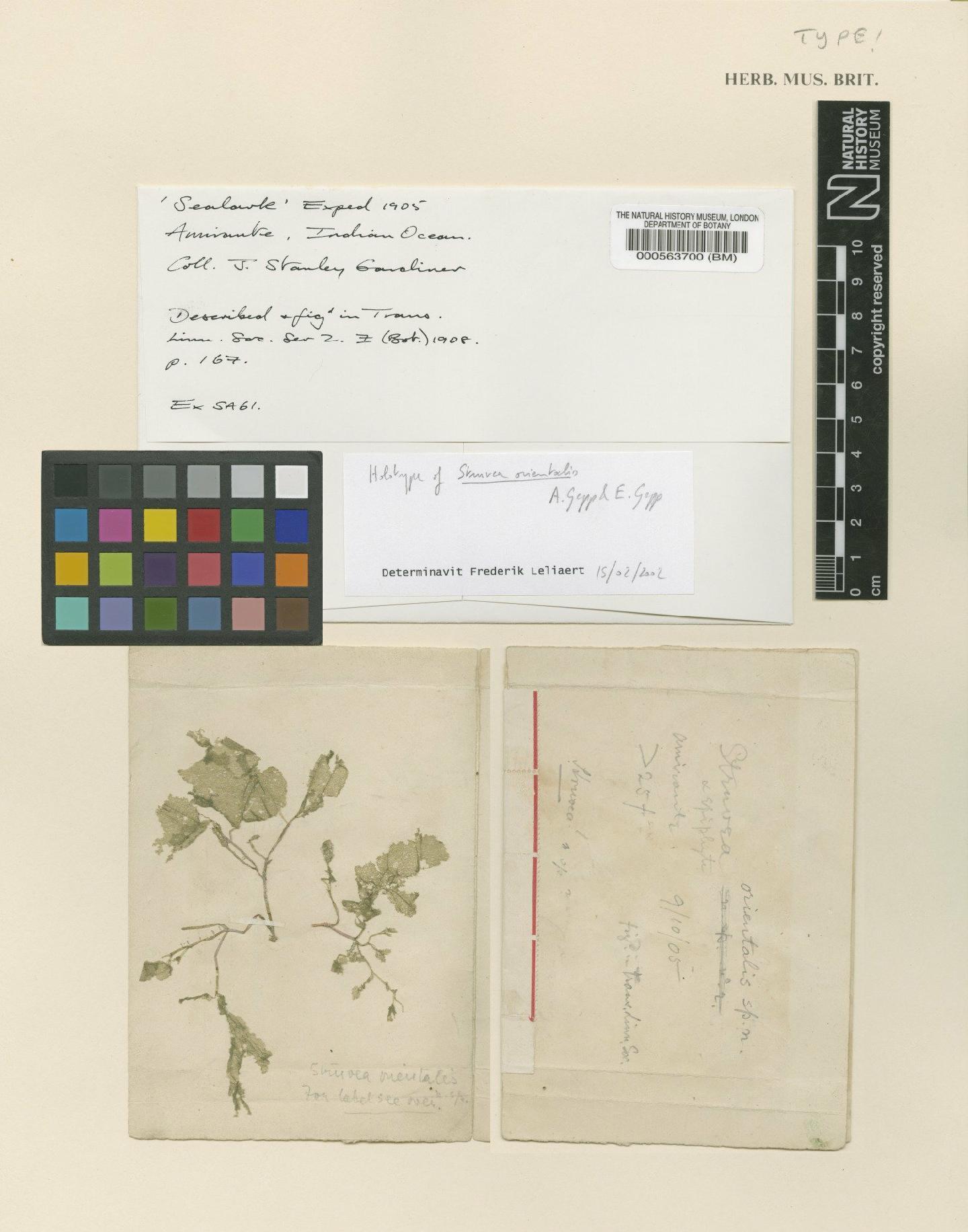 To NHMUK collection (Phyllodictyon orientale (A.Gepp & E.Gepp) Kraft & M.J.Wynne; holotype; NHMUK:ecatalogue:4831046)