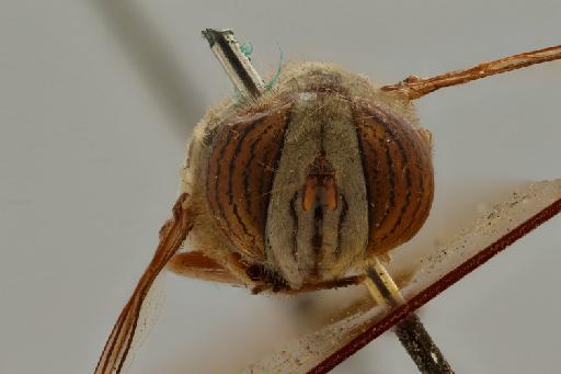 Eristalinus (Eristalodes) barclayi (Bezzi, 1915) - Eristalinus barclayi STF anterior