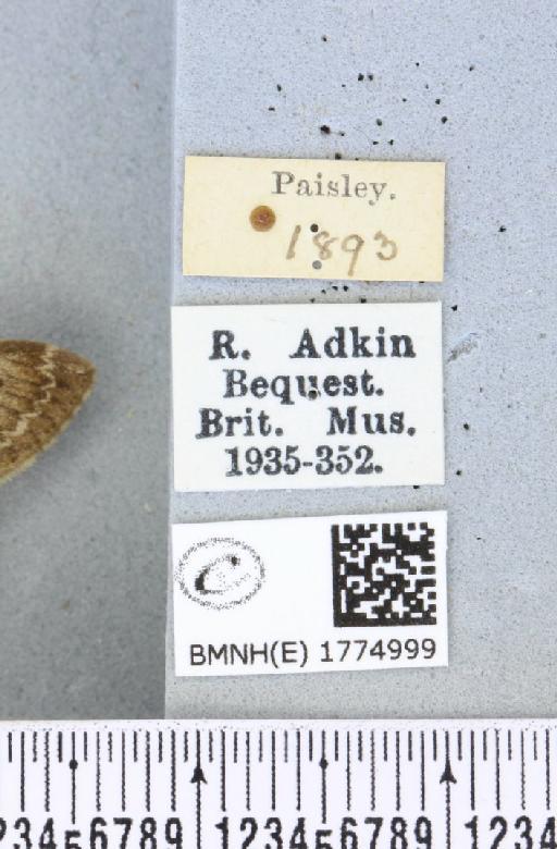 Thera obeliscata ab. nigrescens Lempke, 1950 - BMNHE_1774999_label_338791