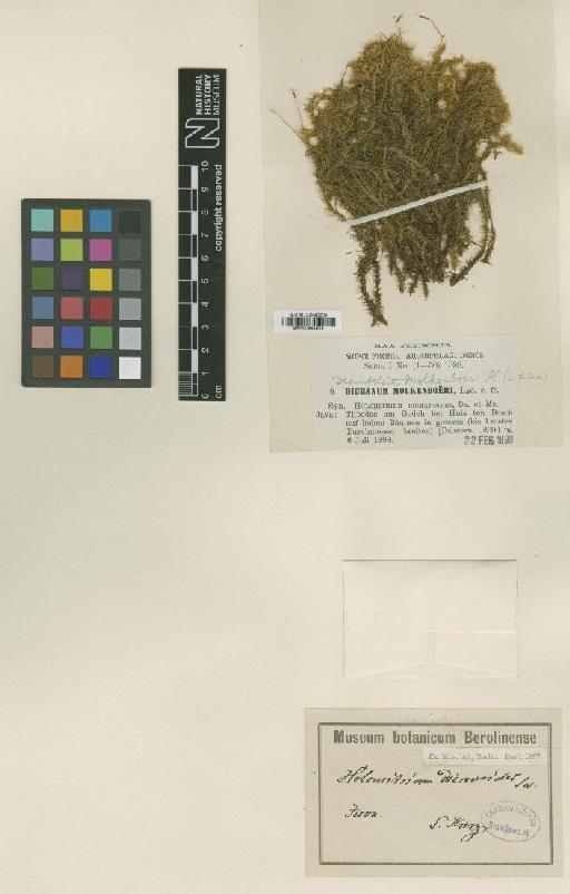 Braunfelsia dicranoides (Dozy & Molk.) Broth. - BM000965855_a