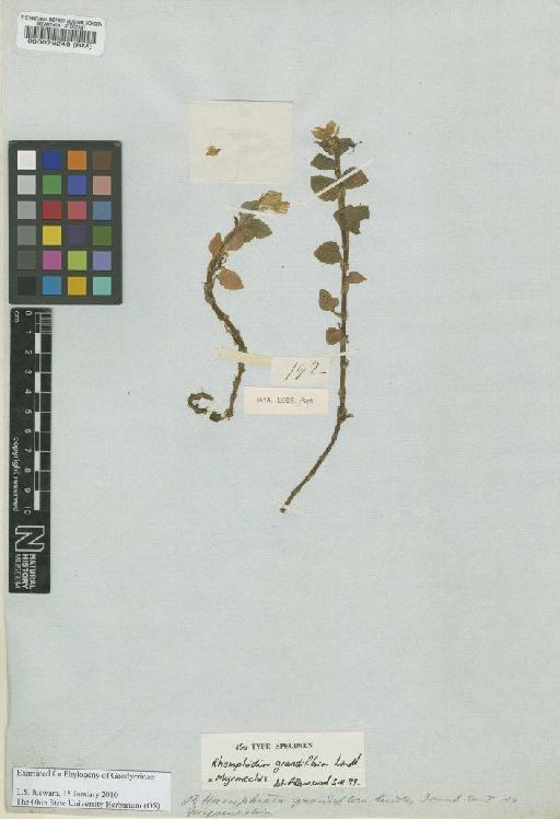 Odontochilus glaber (Blume) T.Yukawa - BM000076249