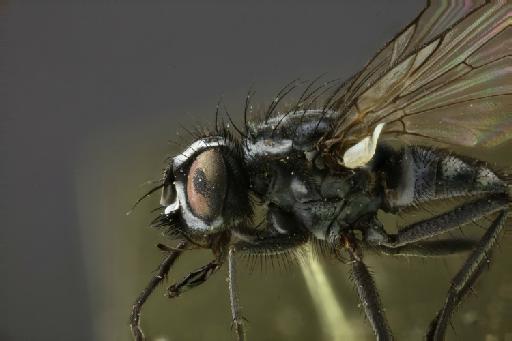 Syllimnophora latimana Malloch, 1934 - Syllimnophora latimana HT head