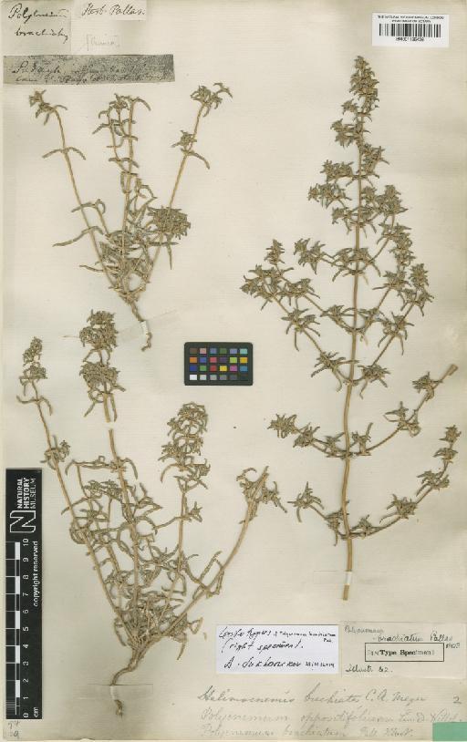 Petrosimonia brachiata (Pall.) Bunge - BM001125436