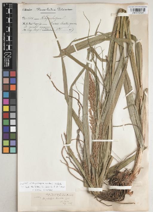 Rhynchospora mandonii C.B.Clarke - BM015153028