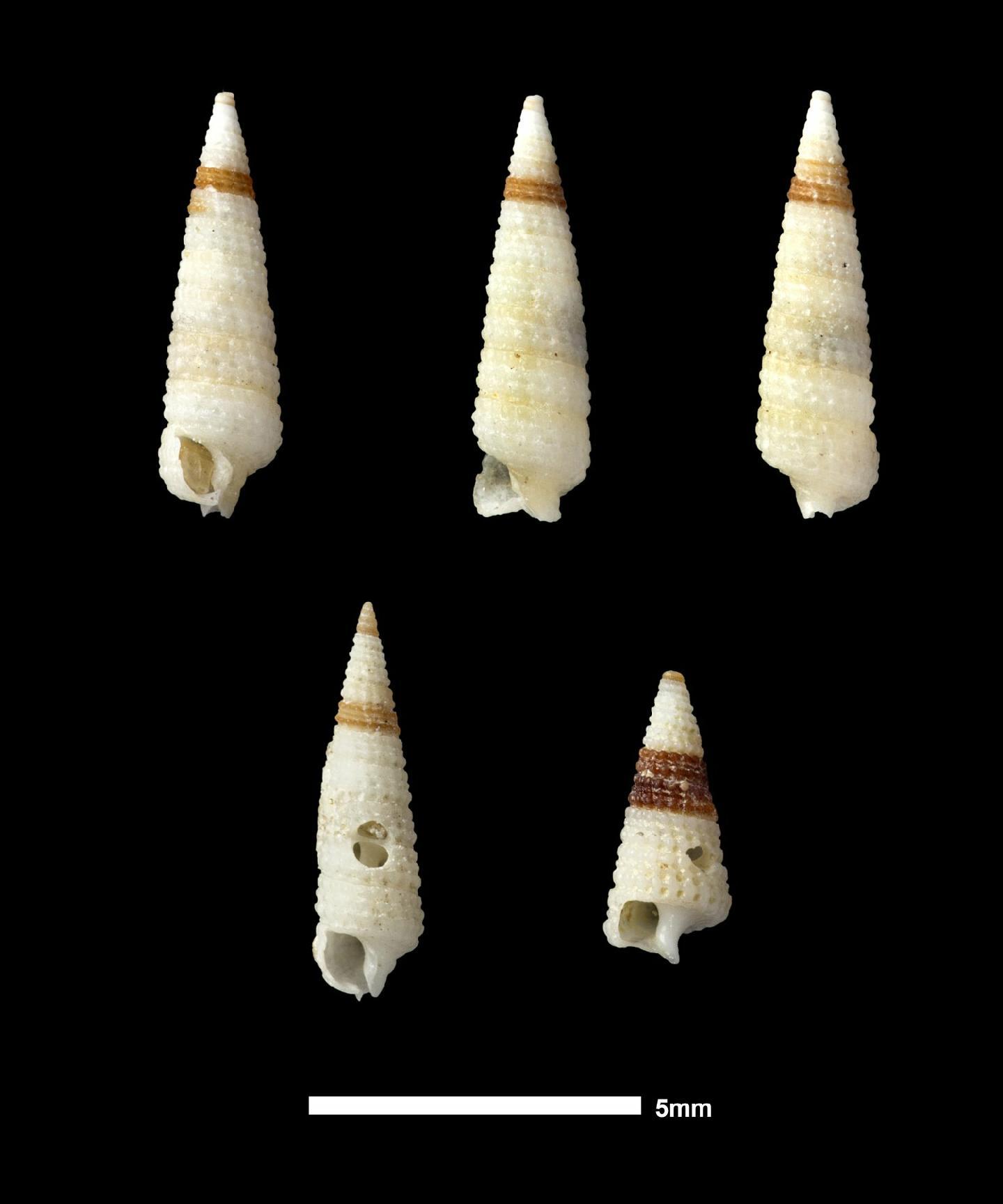 To NHMUK collection (Triphora armillata Verco, 1909; SYNTYPE(S); NHMUK:ecatalogue:2856213)