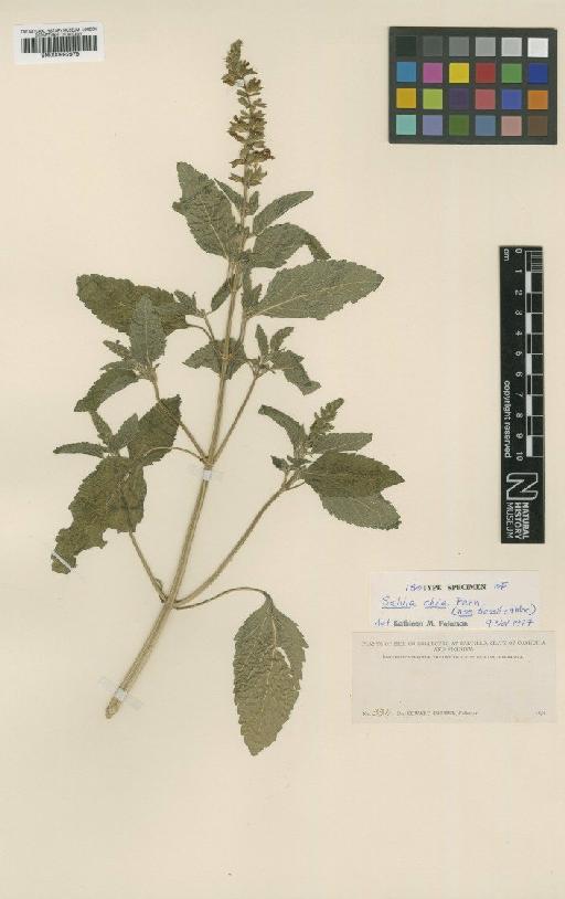 Salvia chia Fernald - BM000992979