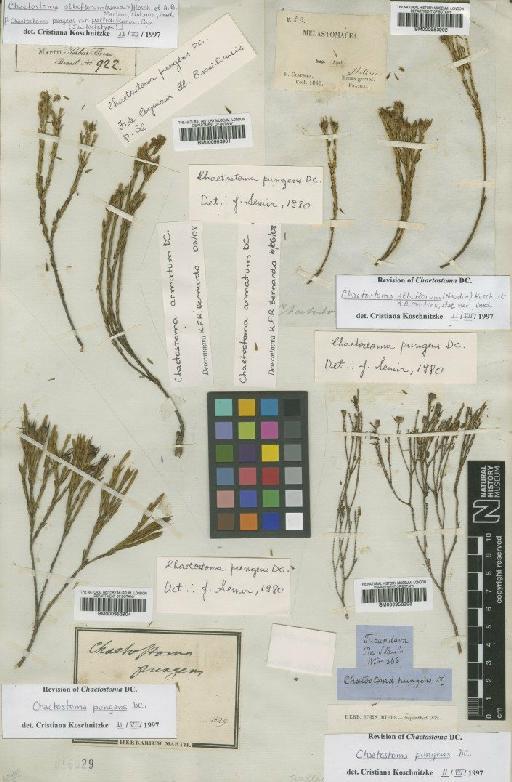 Chaetostoma albiflorum (Naudin) Koschnitzke & Martins - BM000953904
