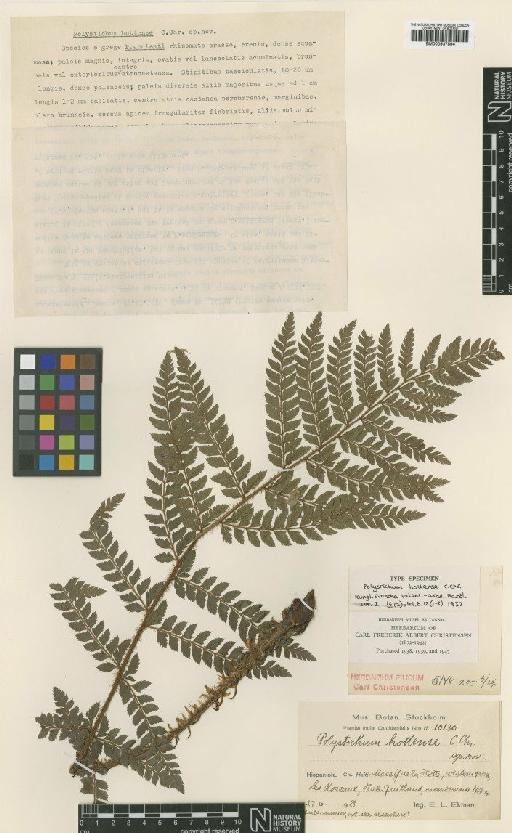 Polystichum hottense C.Chr. - BM000937894