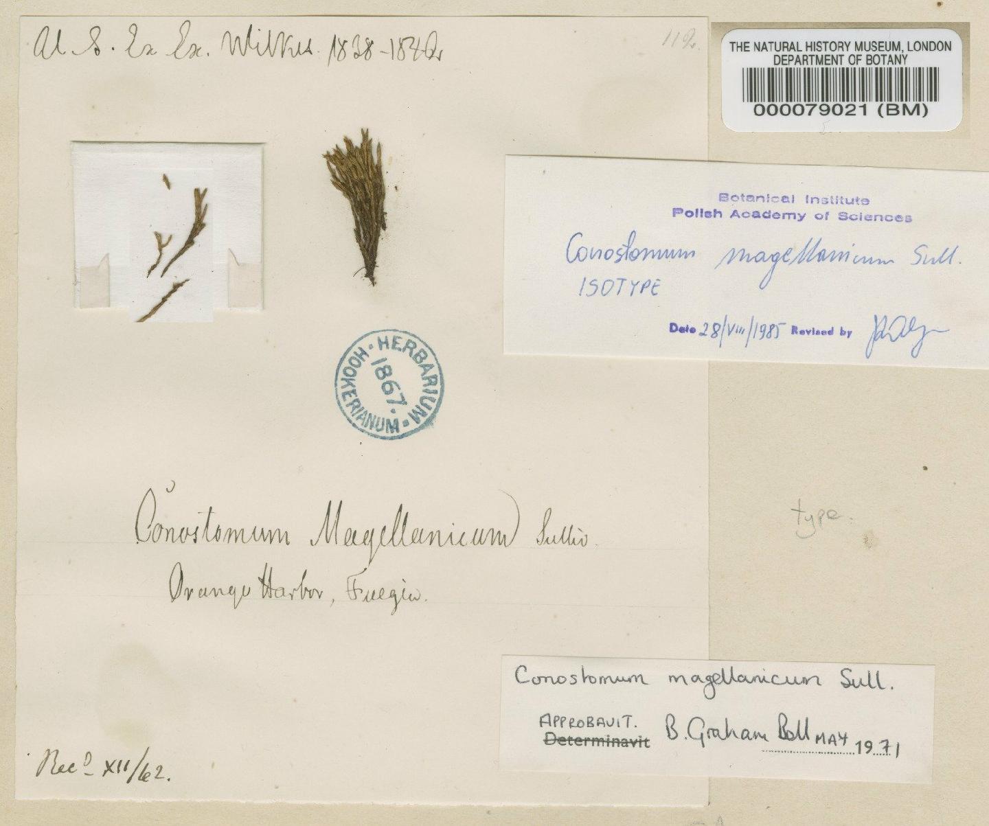 To NHMUK collection (Conostomum magellanicum Sull.; Isotype; NHMUK:ecatalogue:602493)