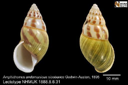 Amphidromus andamanicus nicobarica Godwin-Austen, 1895 - 1888.8.6.31, HOLOTYPE, Amphidromus andamanicus nicobarica Godwin-Austen, 1895