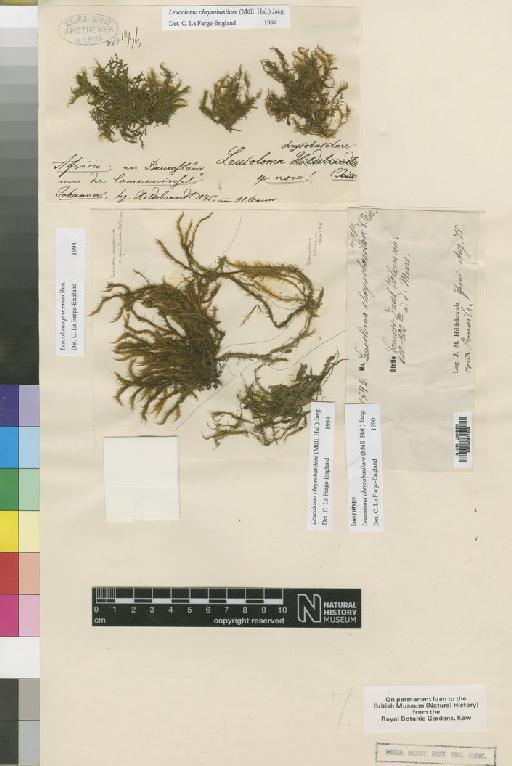 Leucoloma chrysobasilare Müll.Hal. - BM000871959_a