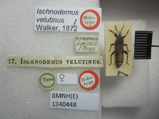 Ischnodemus velutinus Walker, 1872 - Ischnodemus velutinus-BMNH(E)1340448-Holotype female dorsal & labels