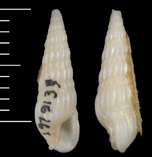 Myurella capensis E. A. Smith, 1873 - 19790139/2-6b
