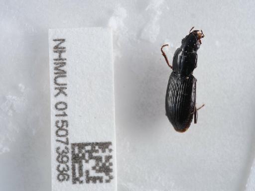 Pterostichus (Melanius) minor (Gyllenhal, 1827) - 015073936_2