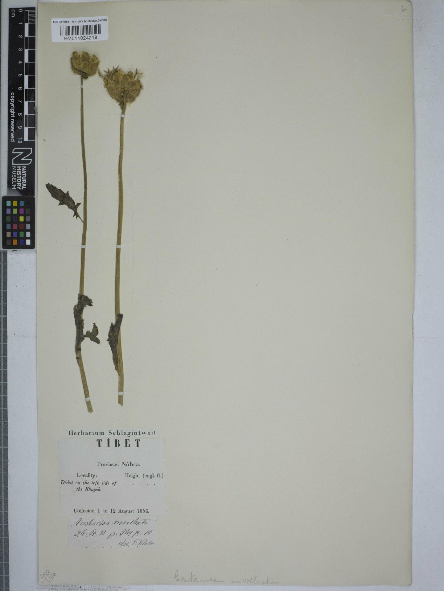 To NHMUK collection (Centaurea moschata L.; NHMUK:ecatalogue:9152925)