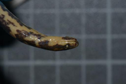 Atractus erythromelas Boulenger, 1903 - Image of specimen 1946.1.7.18